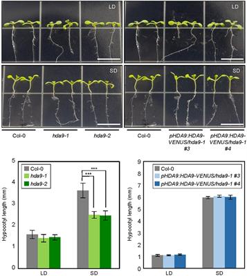 Arabidopsis HISTONE DEACETYLASE 9 Stimulates Hypocotyl Cell Elongation by Repressing GIGANTEA Expression Under Short Day Photoperiod